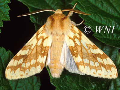Spotted Tussock Moth (Lophocampa maculata)